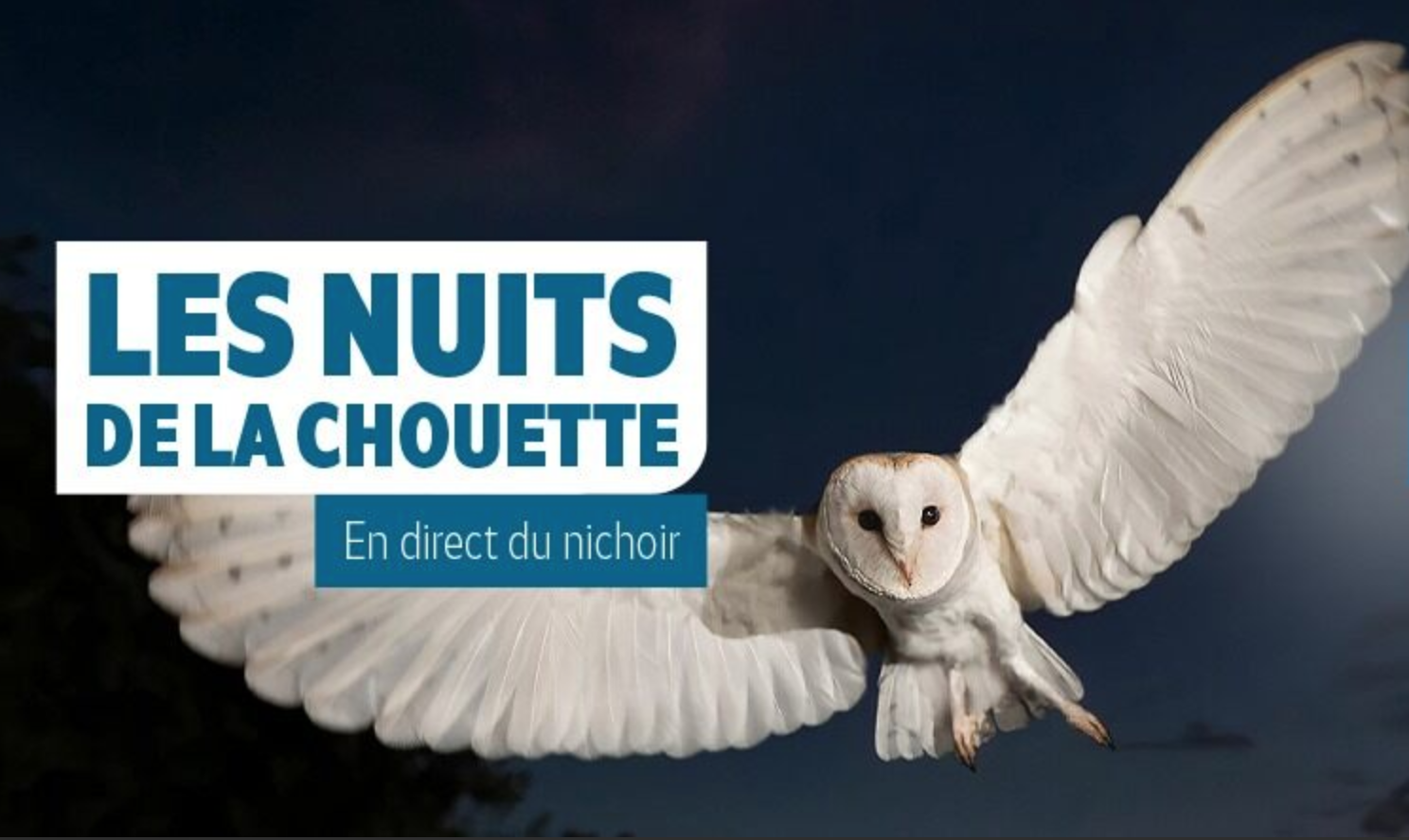 Les Nuits de la <strong>chouette</strong> sur BFMTV